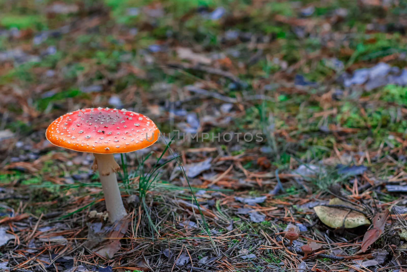 Amanita Muscaria. Red poisonous mushroom in European forest