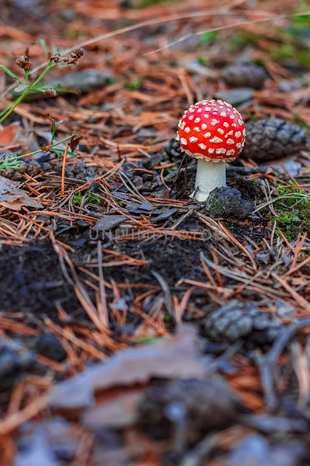 Red poisonous Amanita mushroom by sengnsp