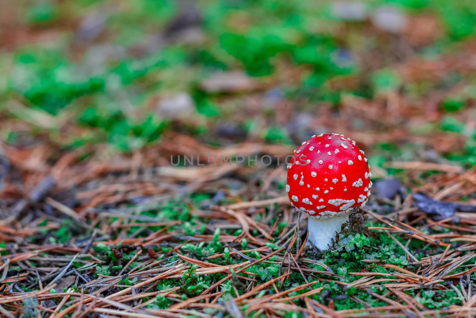 Amanita Muscaria. Red poisonous mushroom in European forest