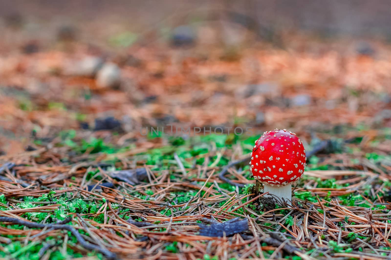 Amanita Muscaria. Red poisonous mushroom in European forest