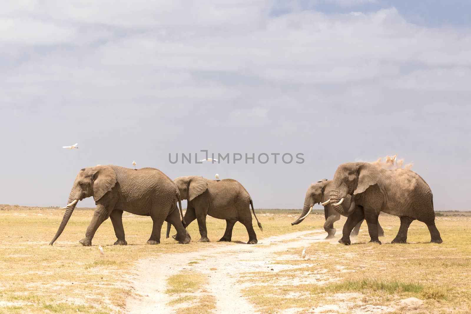 Herd of elephants crossing dirt road at Amboseli National Park, formerly Maasai Amboseli Game Reserve, is in Kajiado District, Rift Valley Province in Kenya.