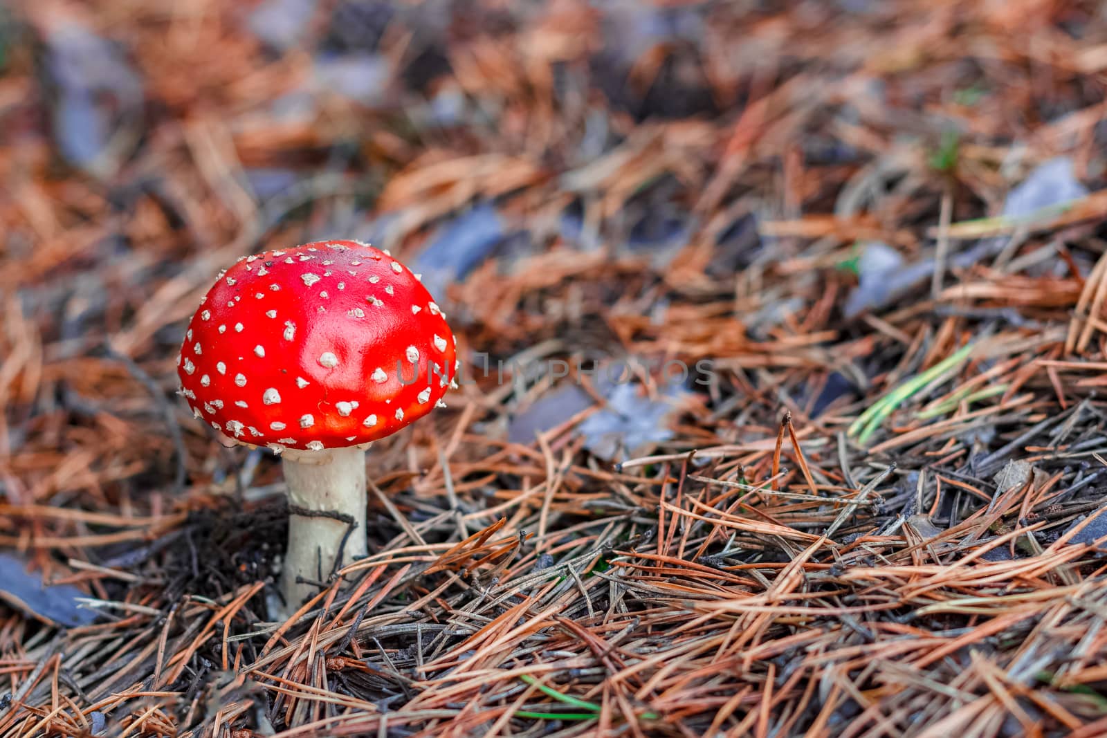 Amanita Muscaria. Red poisonous mushroom in European forest