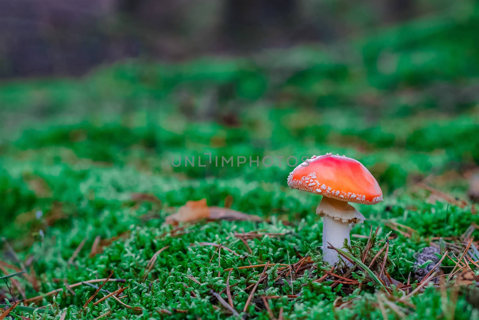 Amanita Muscaria. Red poisonous mushroom in European forest