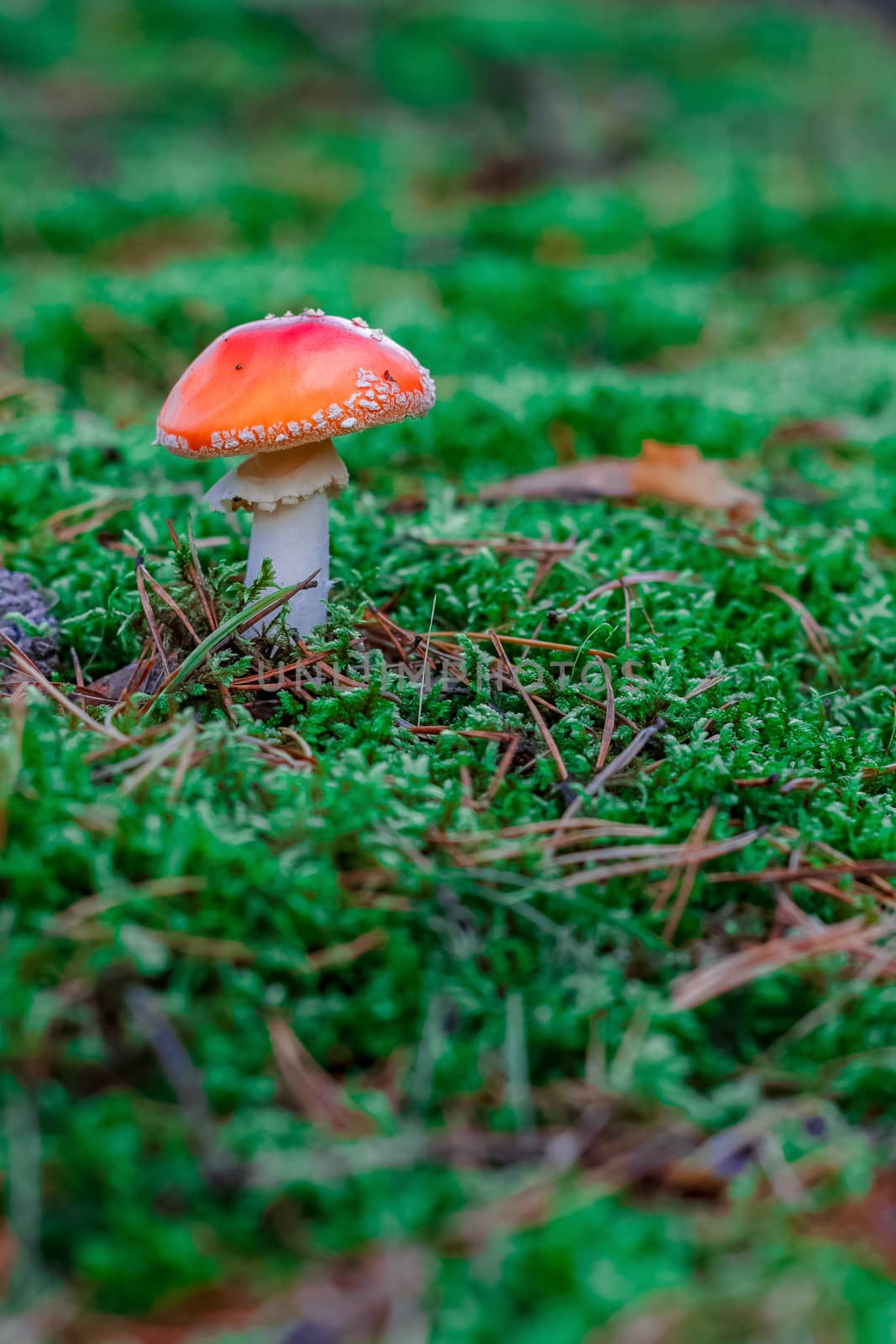 Red poisonous Amanita mushroom by sengnsp