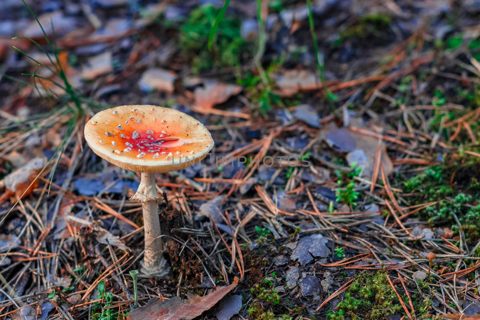 Amanita Muscaria. Red poisonous mushroom in European forest