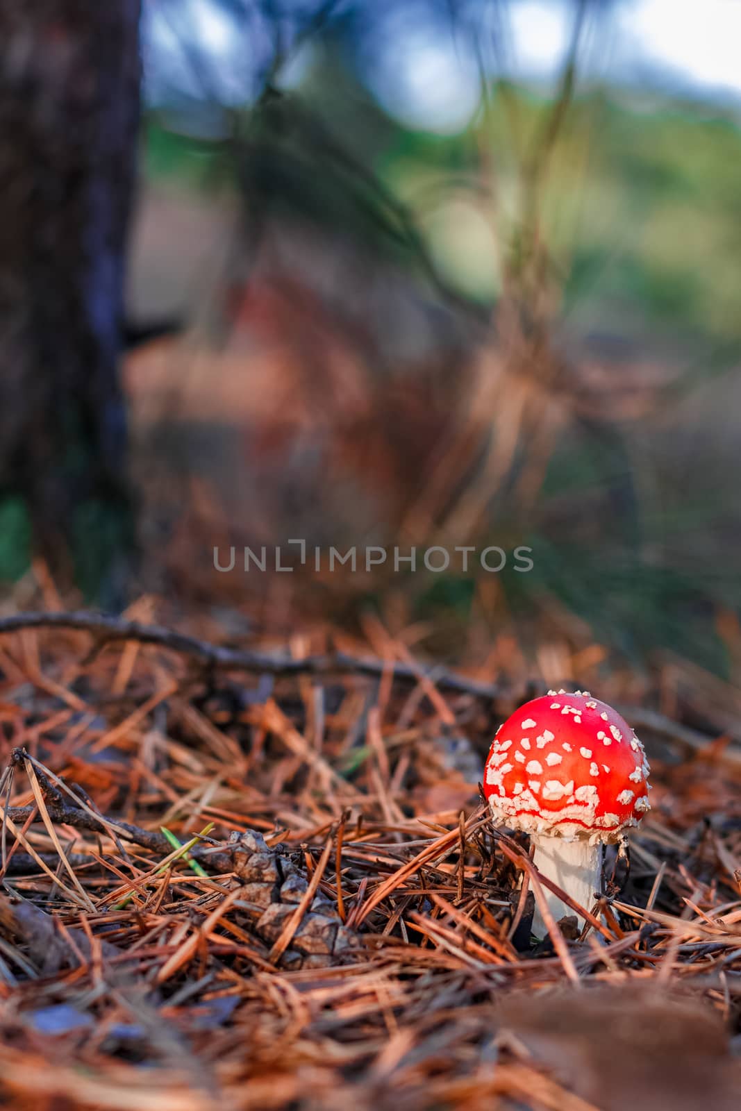 Amanita Muscaria. Red poisonous mushroom in European forest