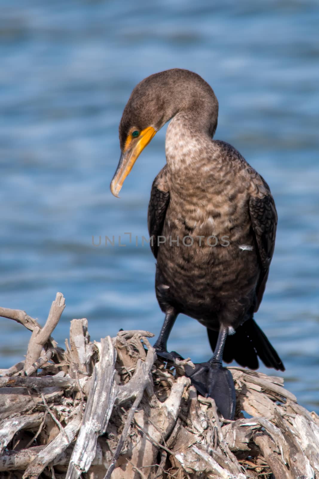 The Double-crested Cormorant Perching on the Driftwood at Lagoon