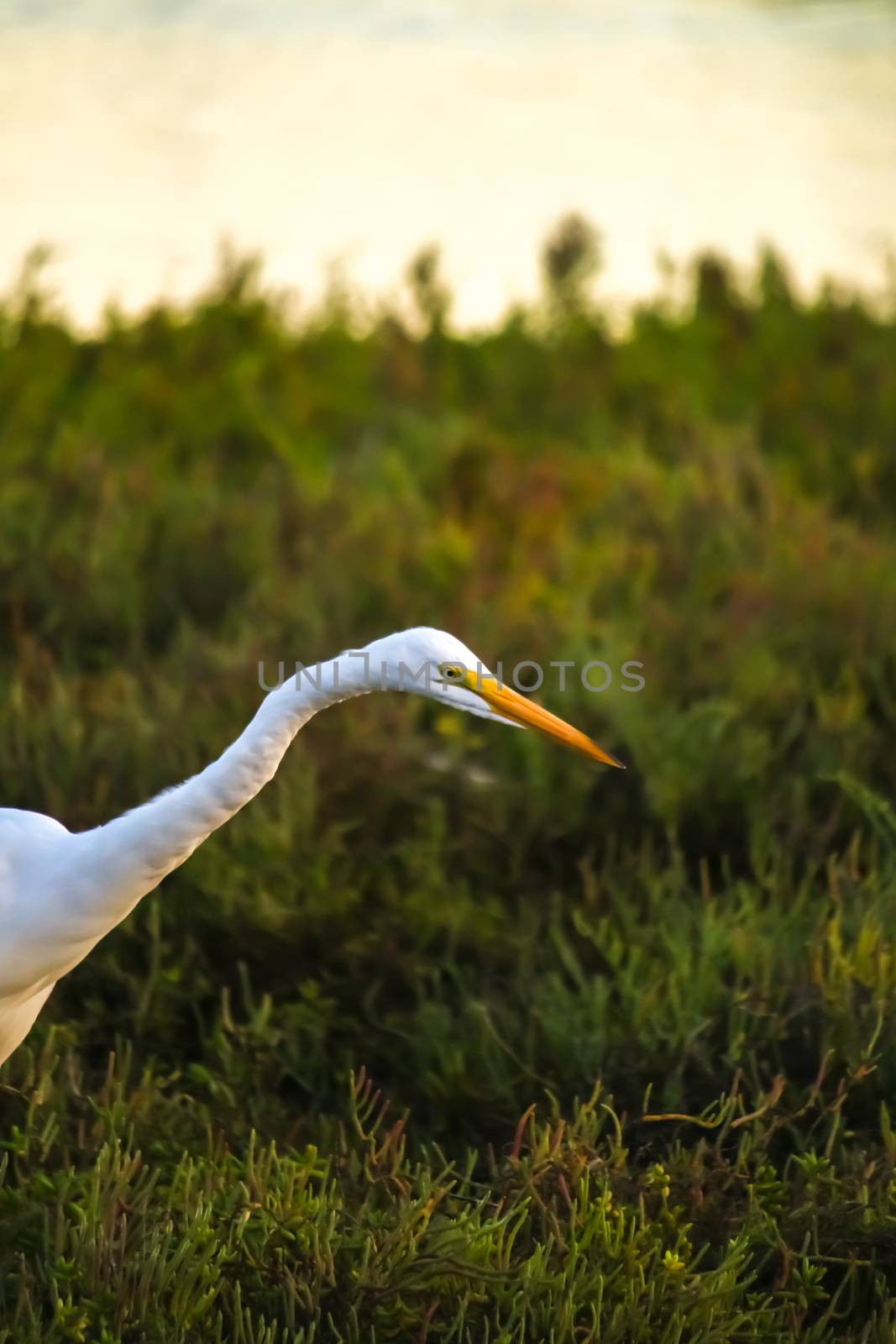 The Great Egret Looking for Fish under the Sun Set