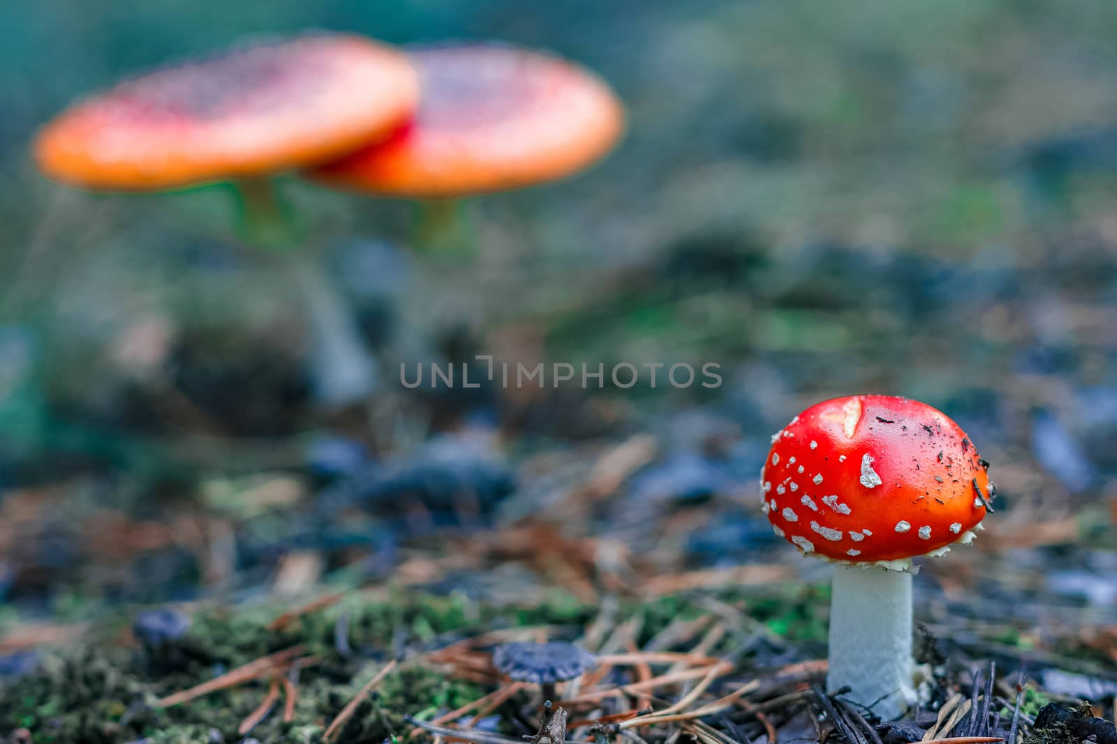 Red poisonous Amanita mushrooms by sengnsp