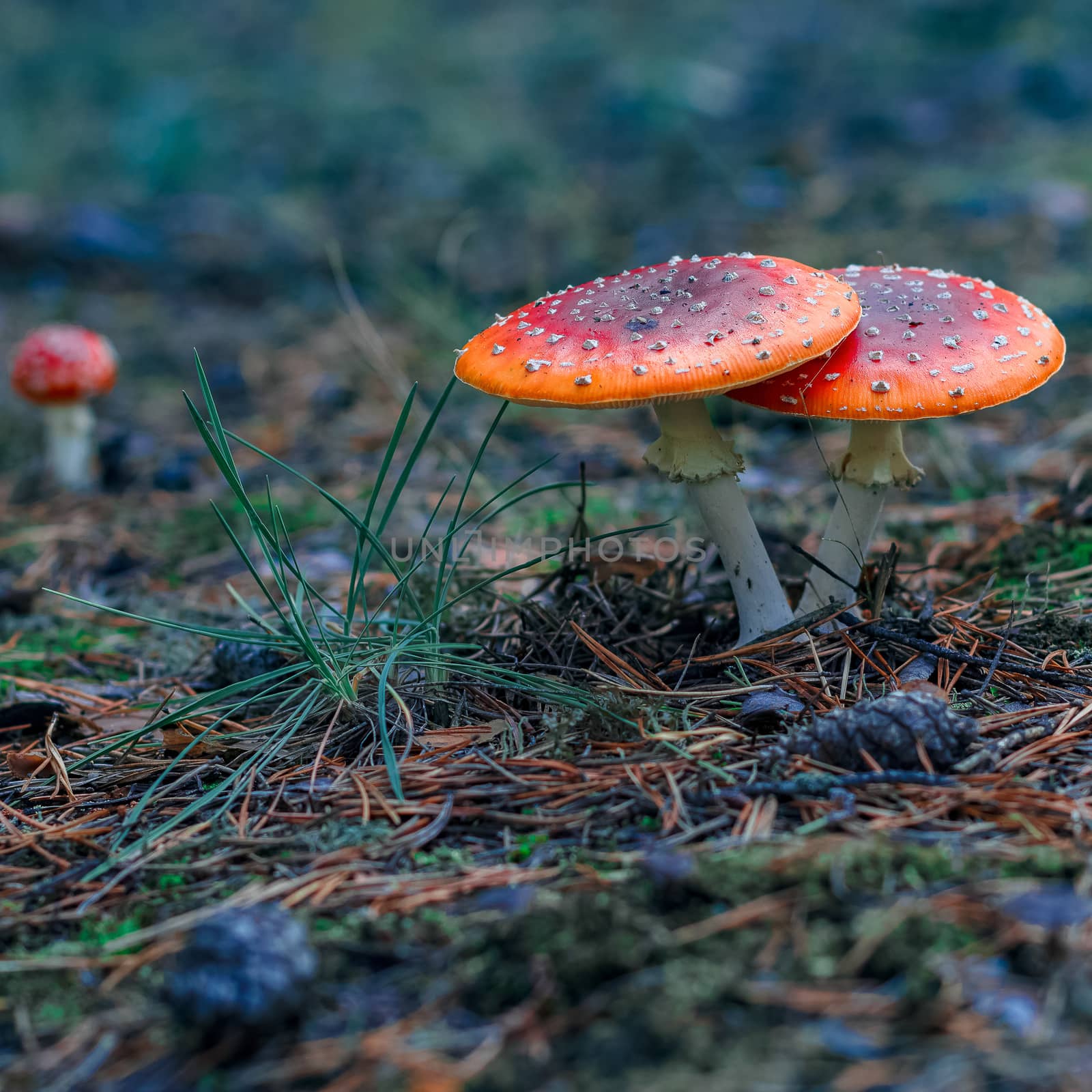 Red poisonous Amanita mushrooms by sengnsp