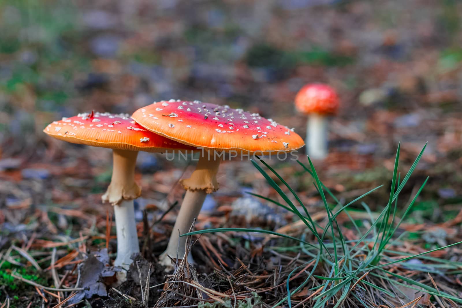 Red poisonous Amanita Muscaria mushrooms in European forest