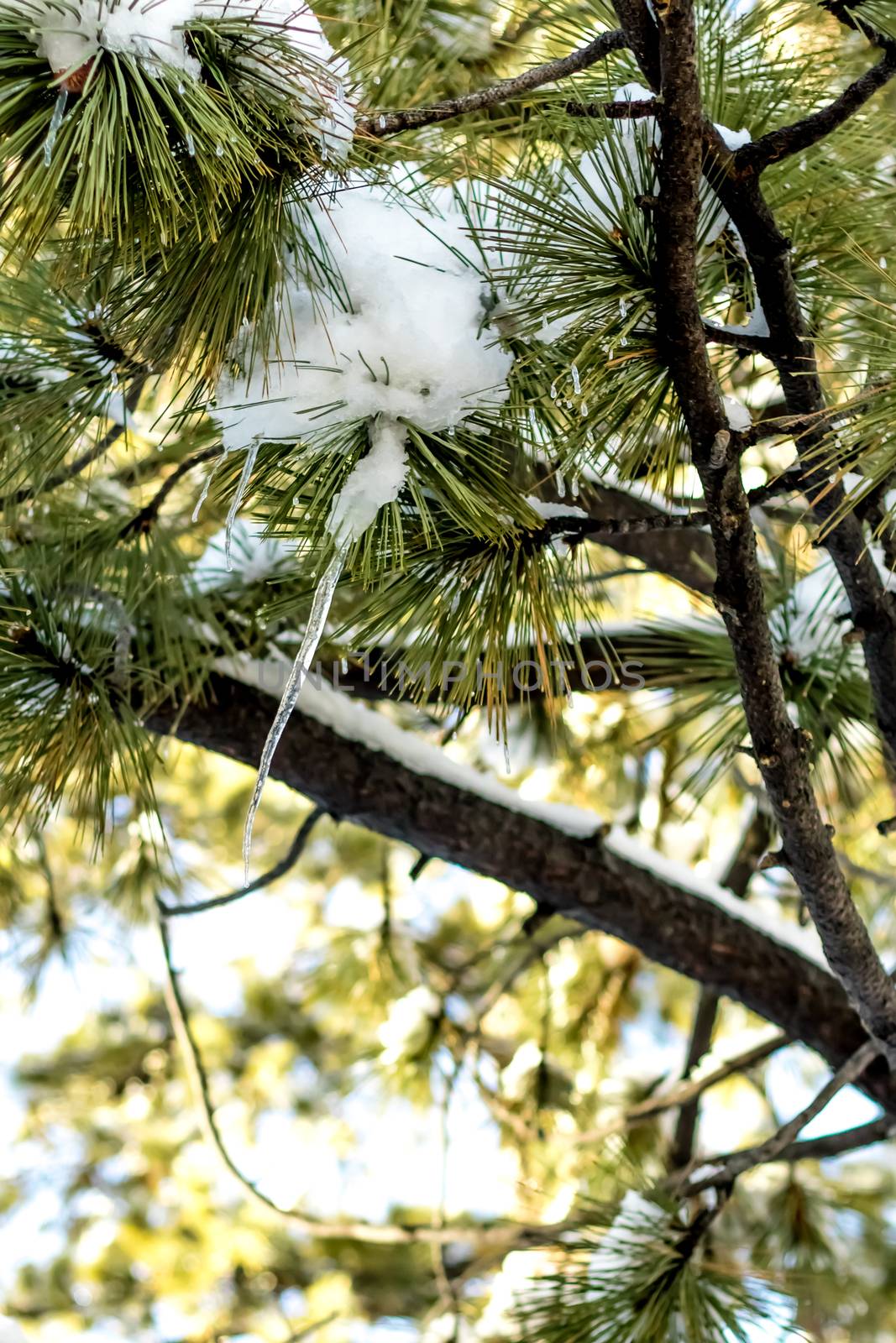 Detail of Trees and Icecle, Climate Change at Southern California, Big Bear Mountain, San Bernardino, 2016