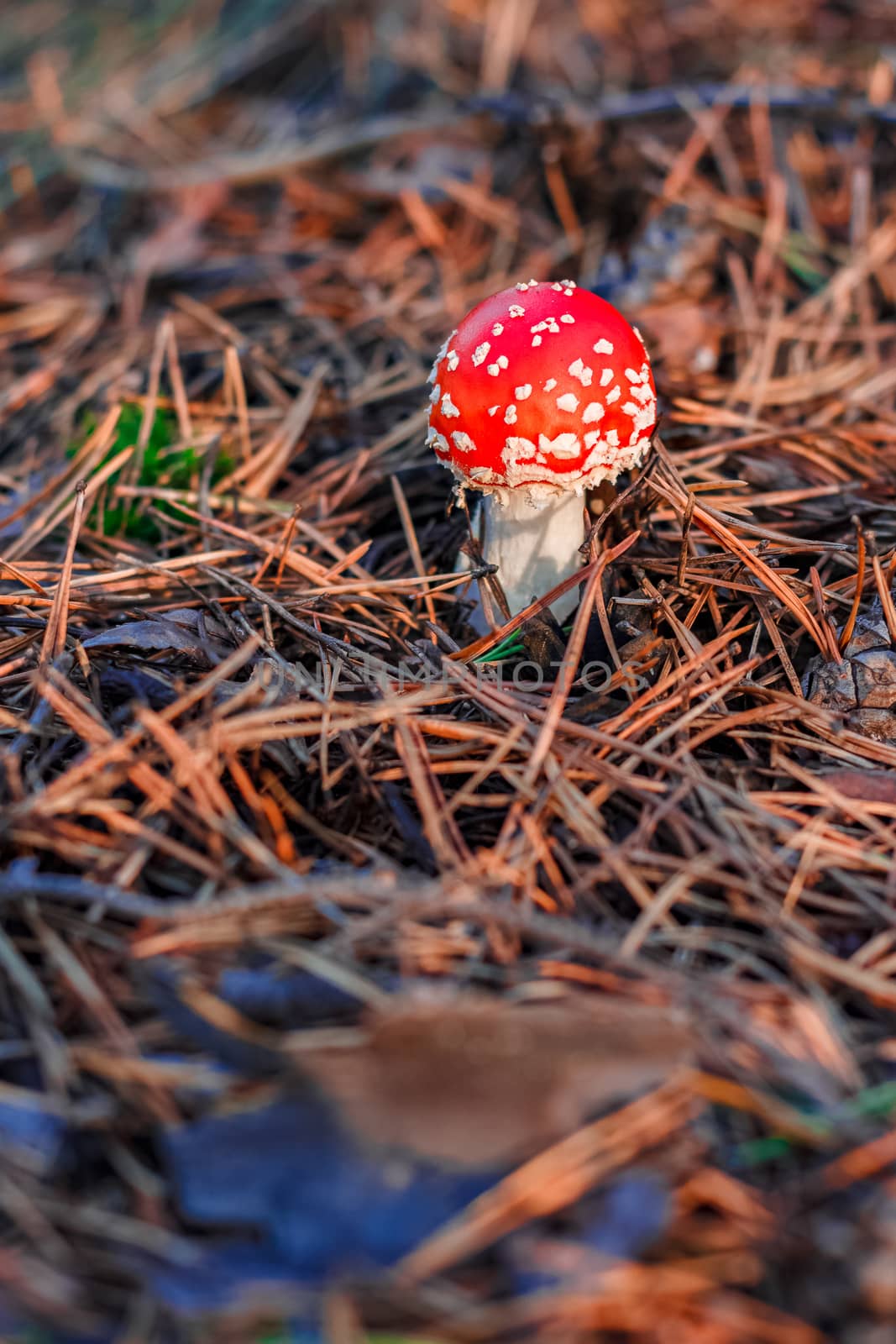 Amanita Muscaria. Red poisonous mushroom in European forest