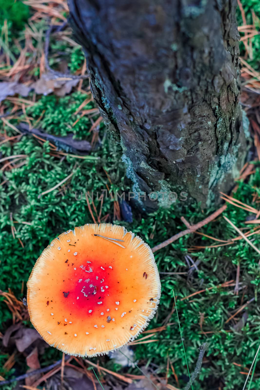Amanita Muscaria. Red poisonous mushroom in European forest