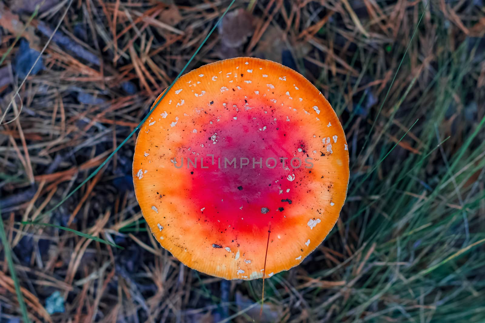 Amanita Muscaria. Red poisonous mushroom in European forest