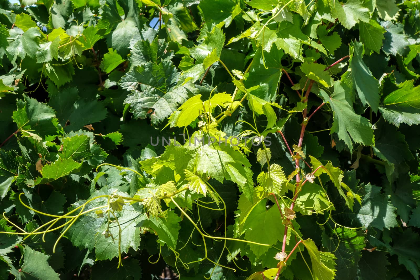 Bunch of grape in a vine by daboost