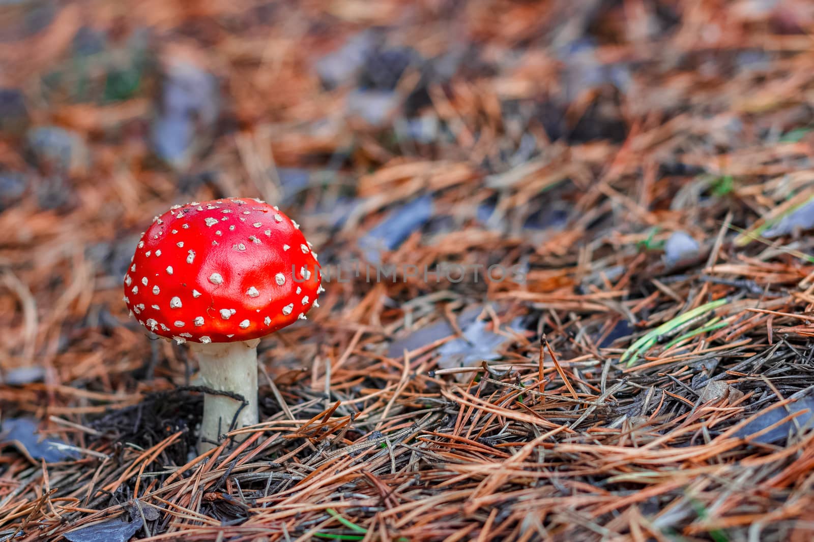 Amanita Muscaria. Red poisonous mushroom in European forest