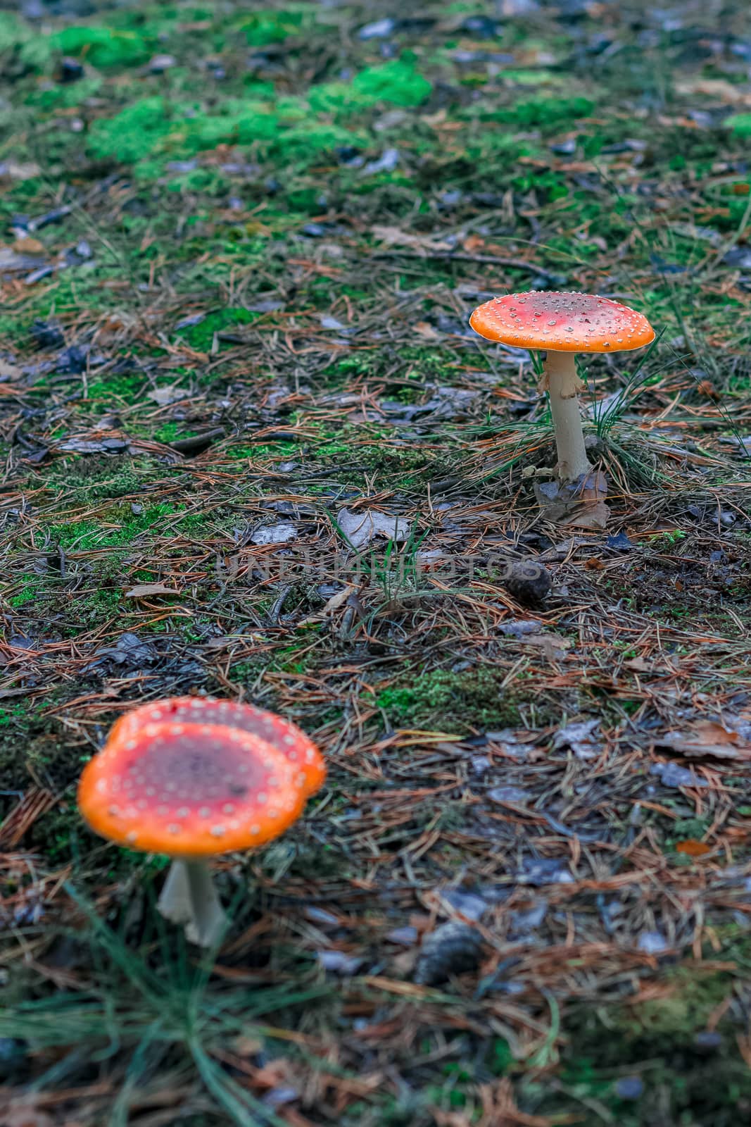 Red poisonous Amanita mushrooms by sengnsp