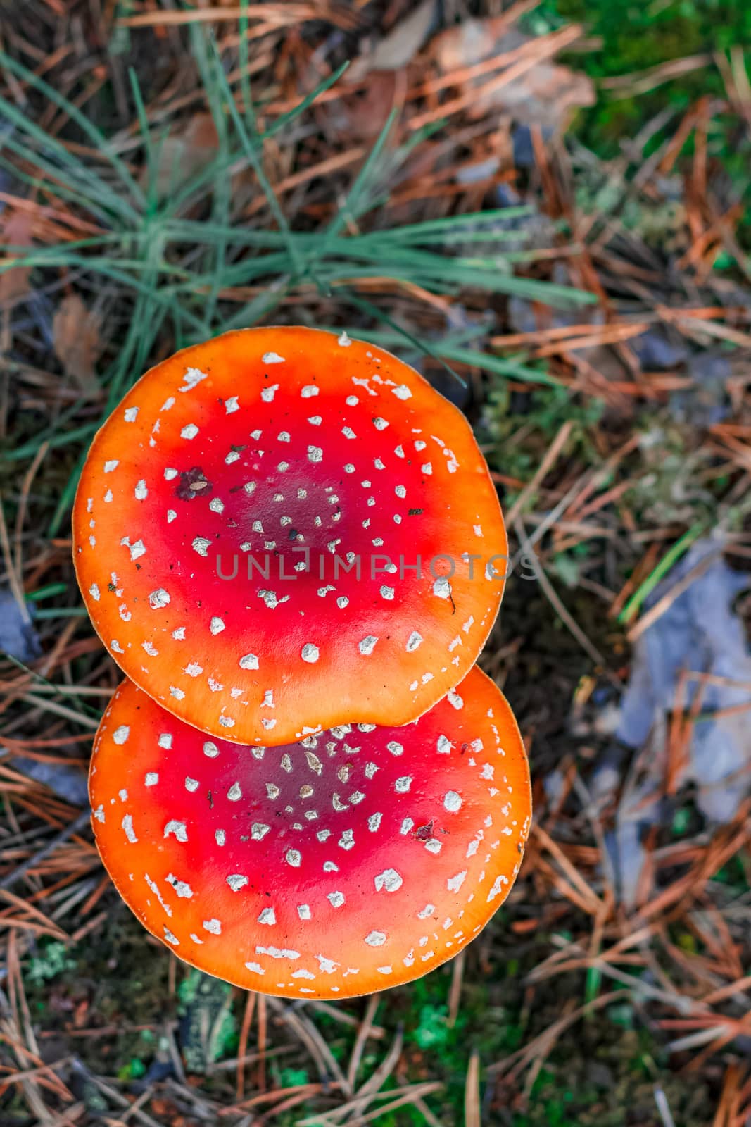 Red poisonous Amanita Muscaria mushrooms in European forest