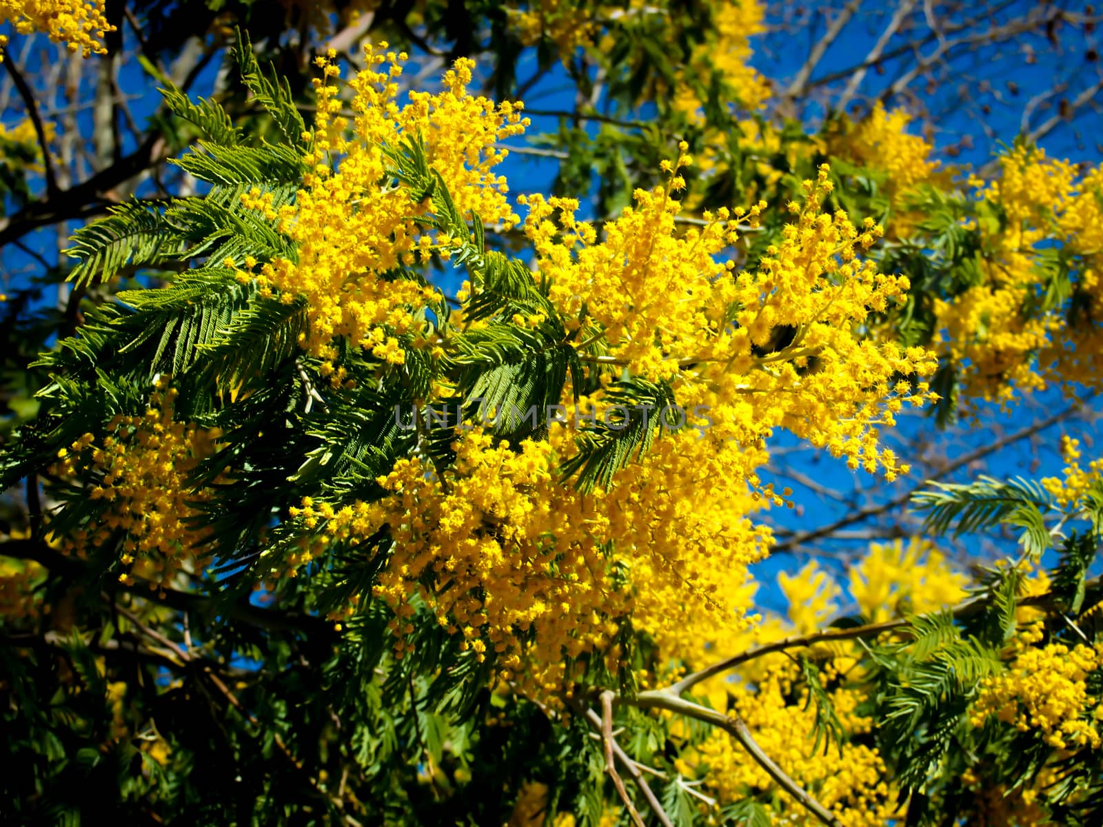 The yellow mimoza is blooming in spring town.