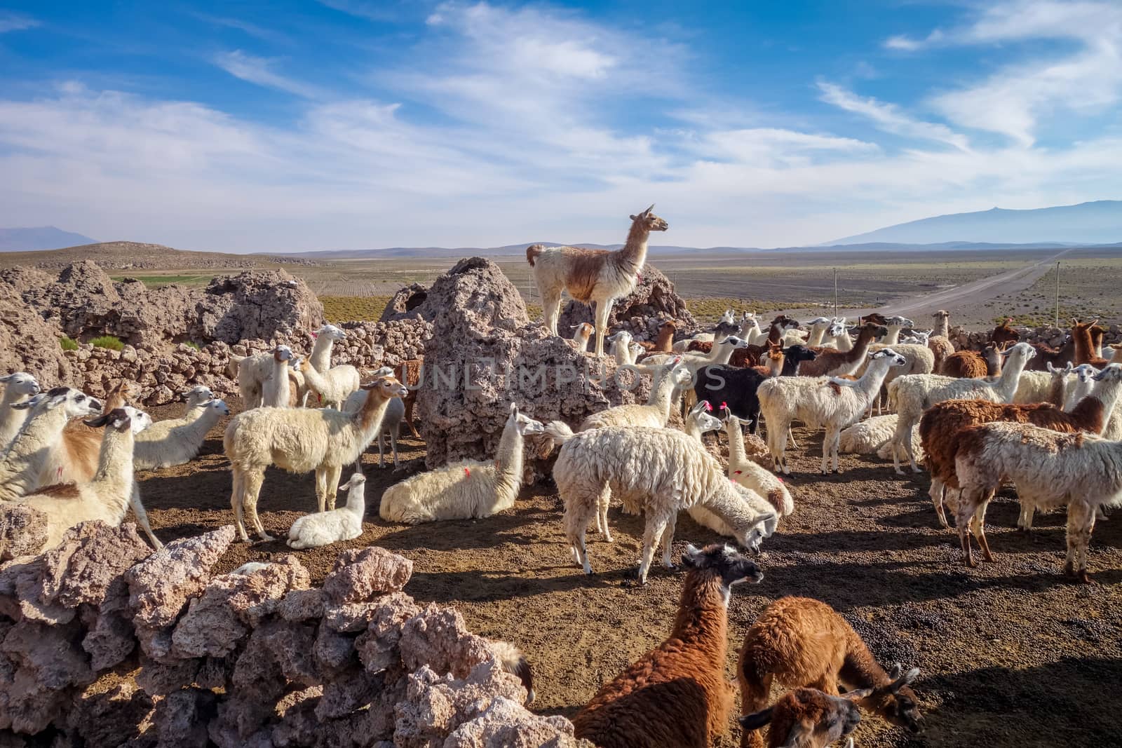 Lamas Lamas herd in Eduardo Avaroa National Park, Bolivia