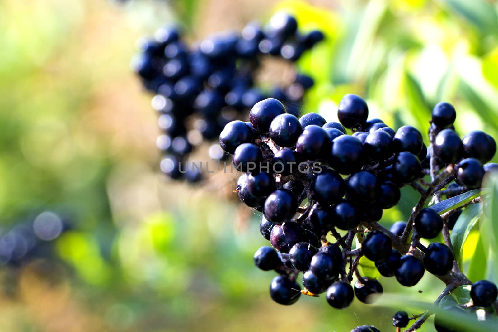 Black Berries by Mads_Hjorth_Jakobsen
