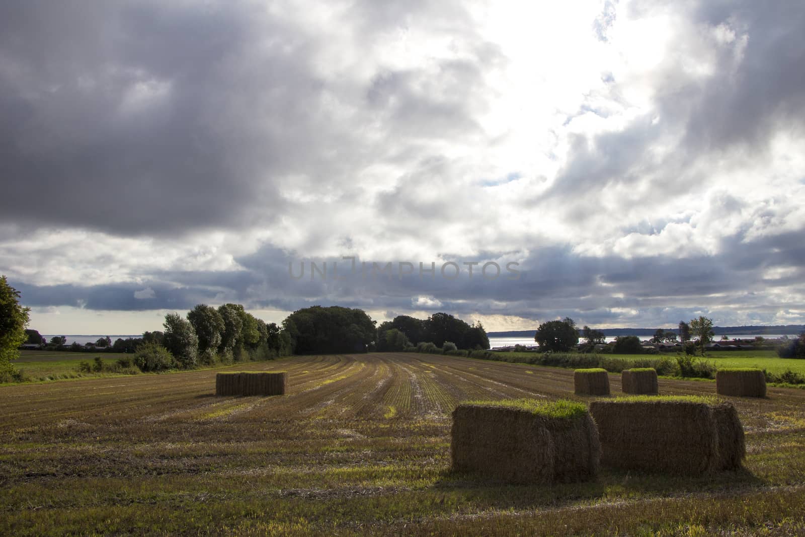 Large field with haystacks under a cloudy sky on a cloudy day.