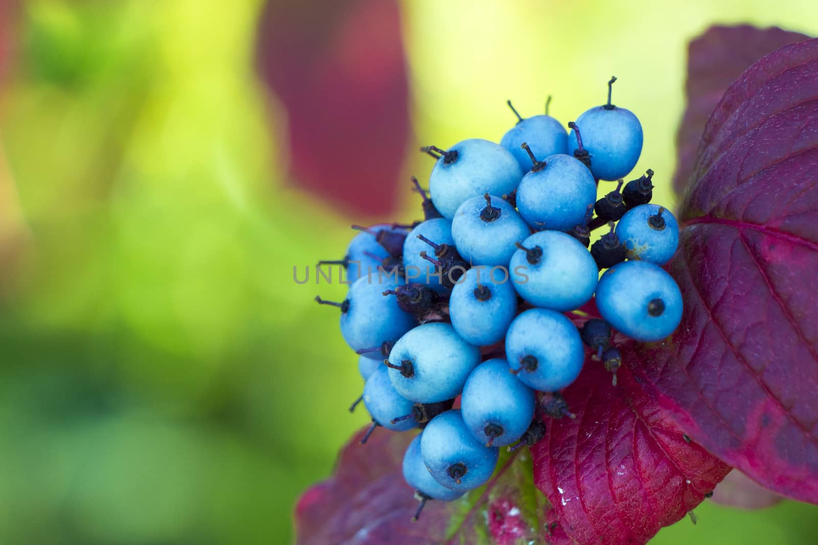 Small Blue Berries by Mads_Hjorth_Jakobsen
