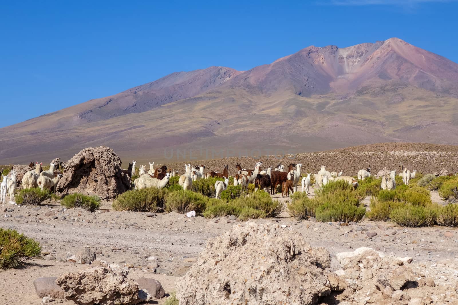 Lamas herd in Bolivia by daboost