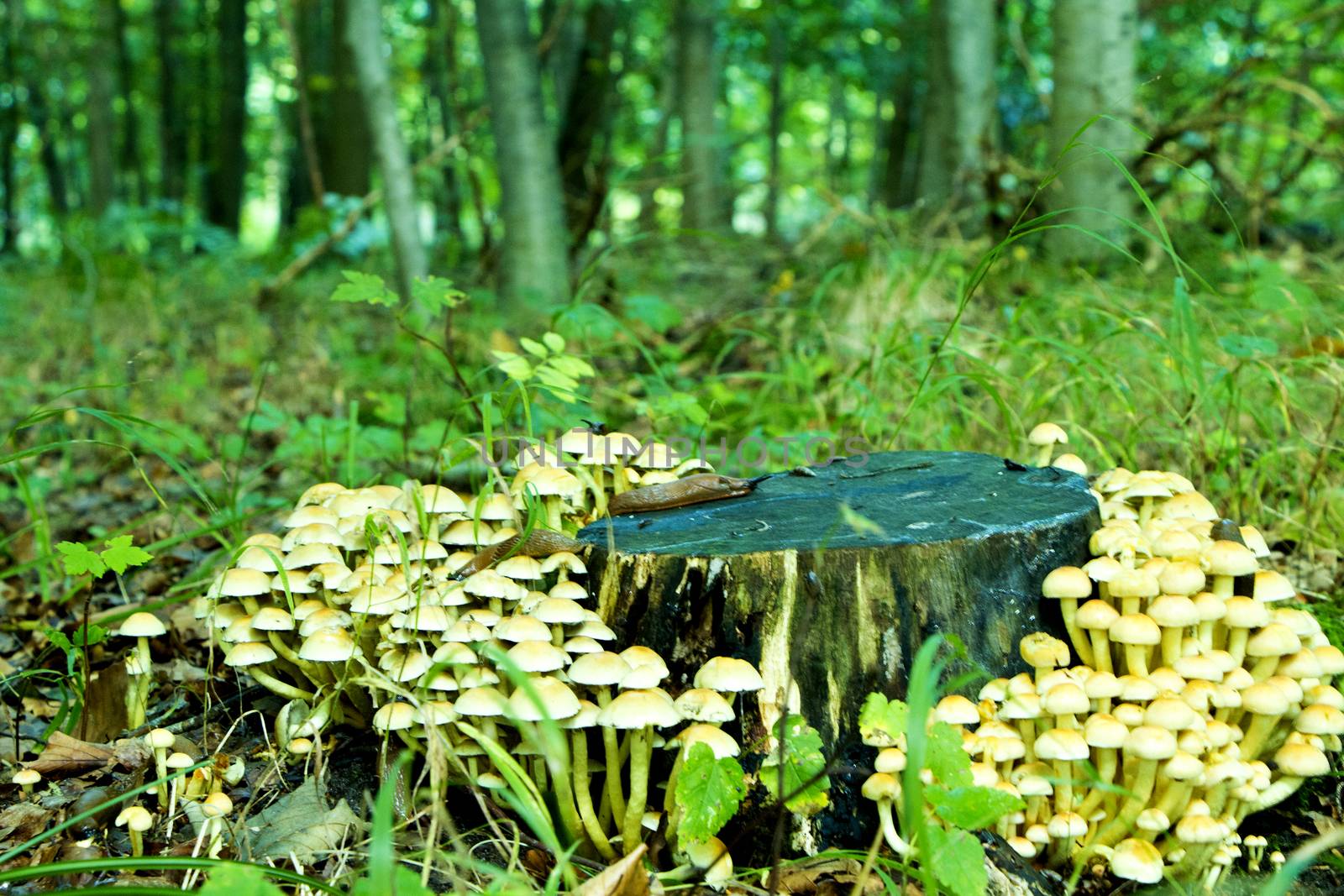 Dark tree trunk with small bright mushrooms surrounded by green forest.