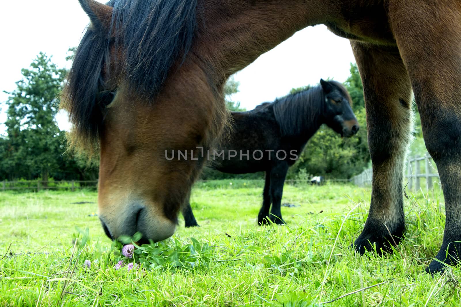 Two horses standing and eating on a grass field outdoors in the summer