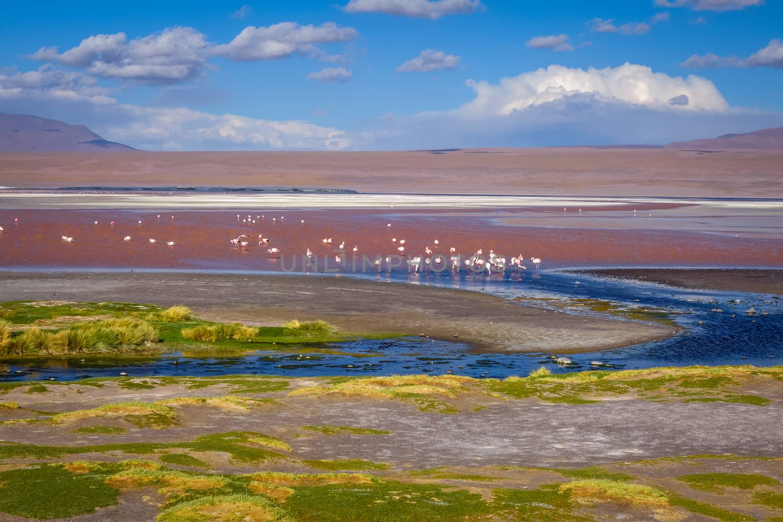 Laguna colorada in sud Lipez Altiplano reserva, Bolivia by daboost