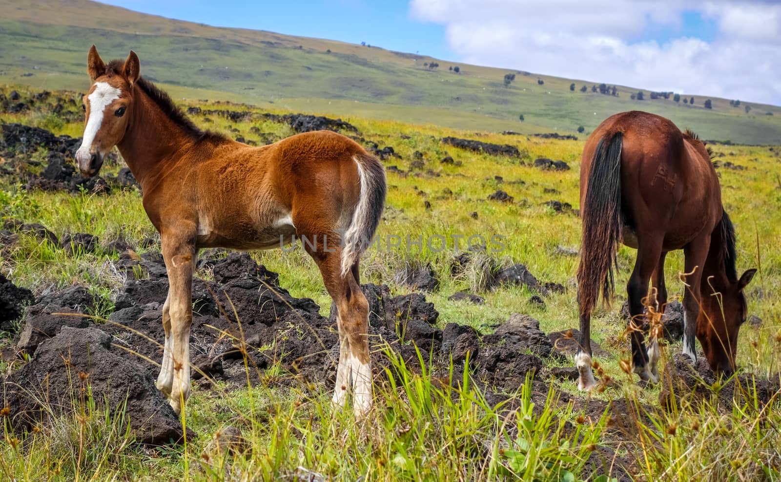 Horse in easter island field by daboost