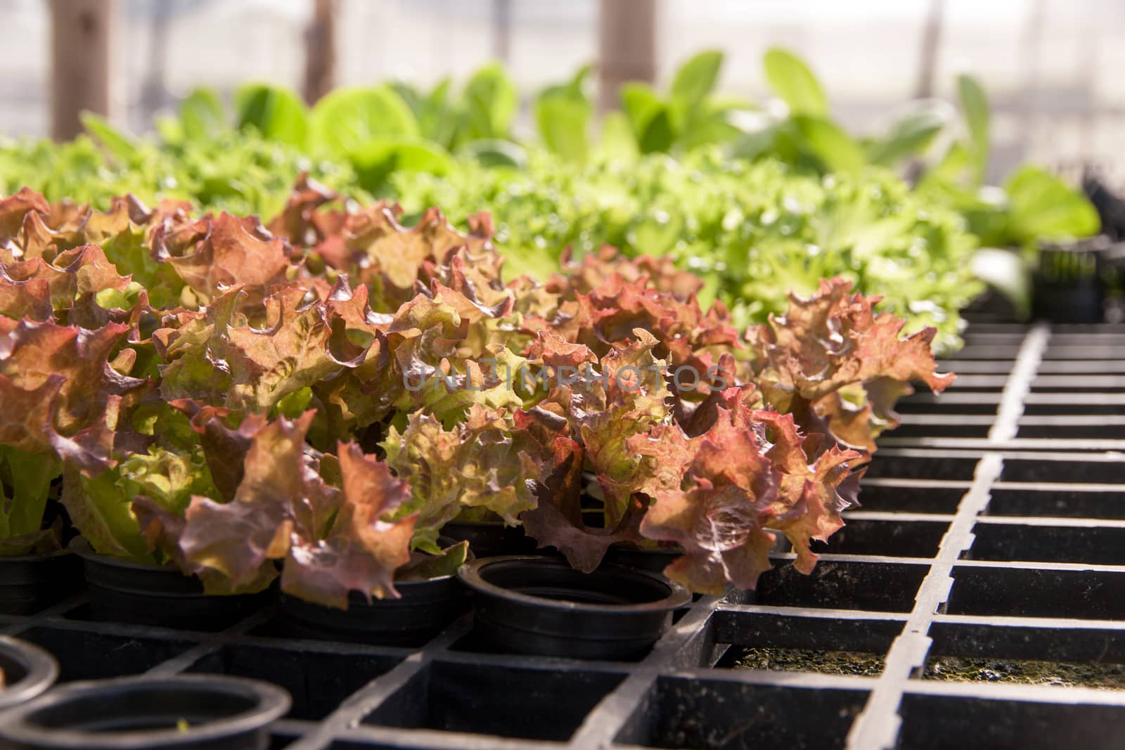 Organic hydroponic lettuce cultivation farm. Red lettuce and green lettuce.