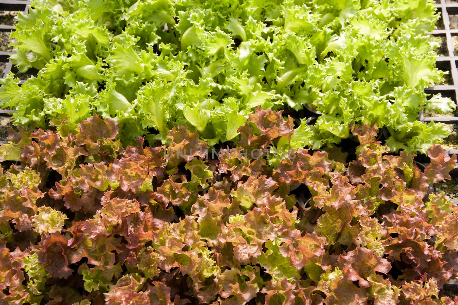 Organic hydroponic lettuce cultivation farm. Red lettuce and green lettuce.