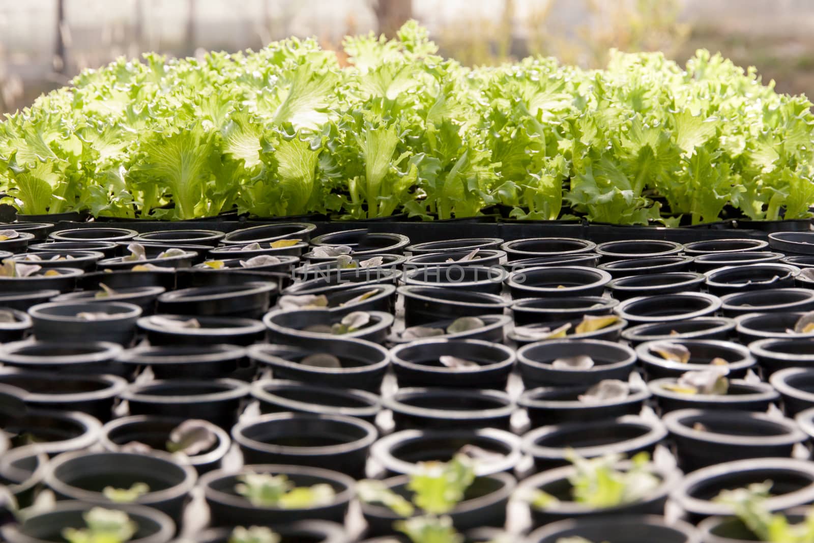 Organic hydroponic lettuce cultivation farm. green lettuce.