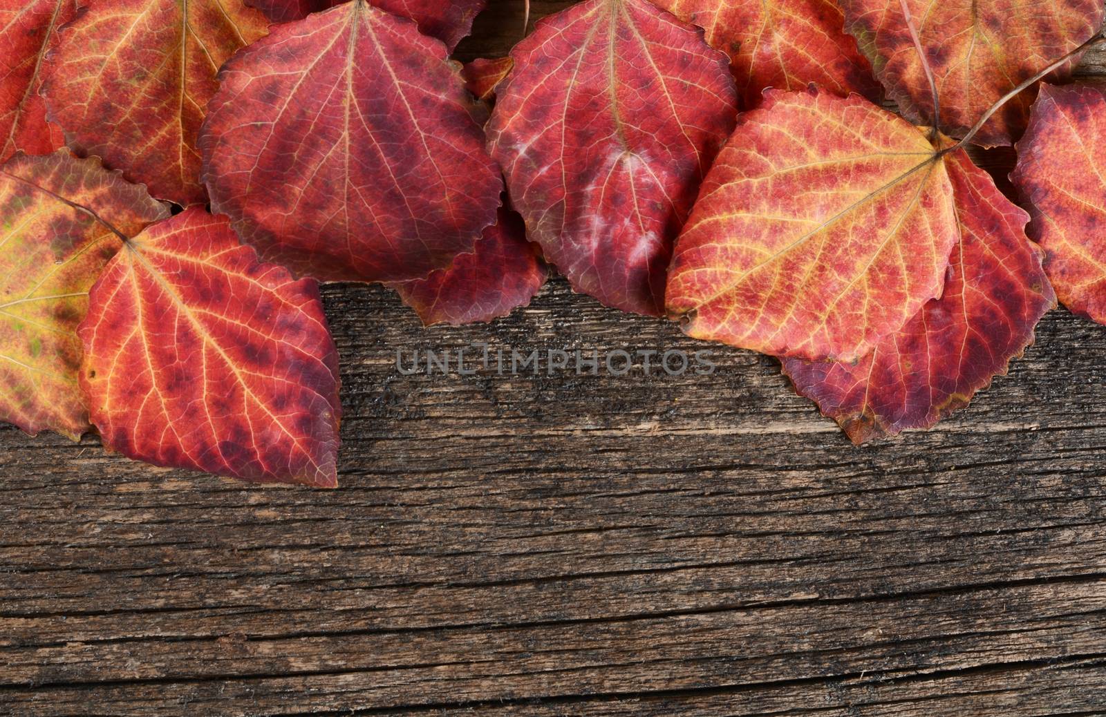 The autumn leaves on a wooden background