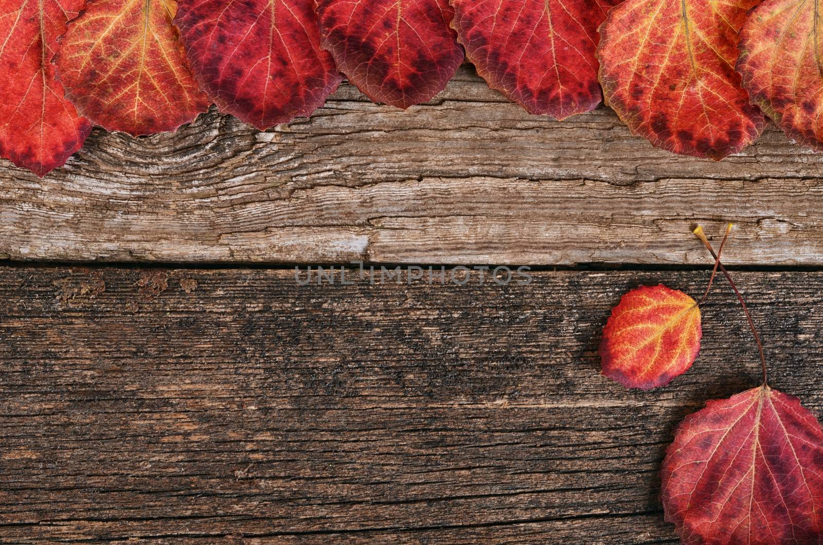 The autumn leaves on a wooden background