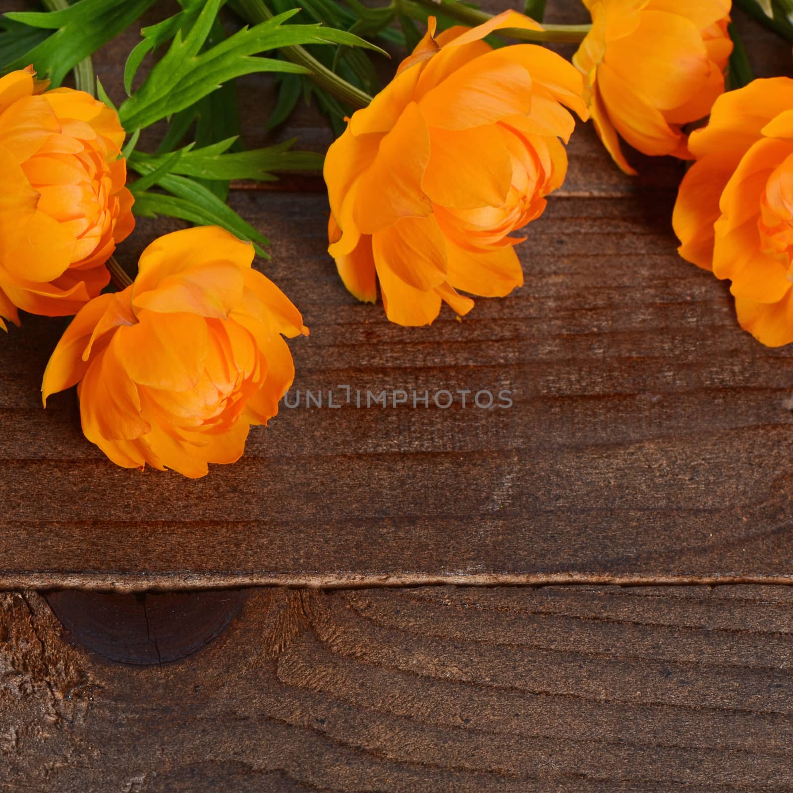 Beautiful orange flowers on wooden background by SvetaVo