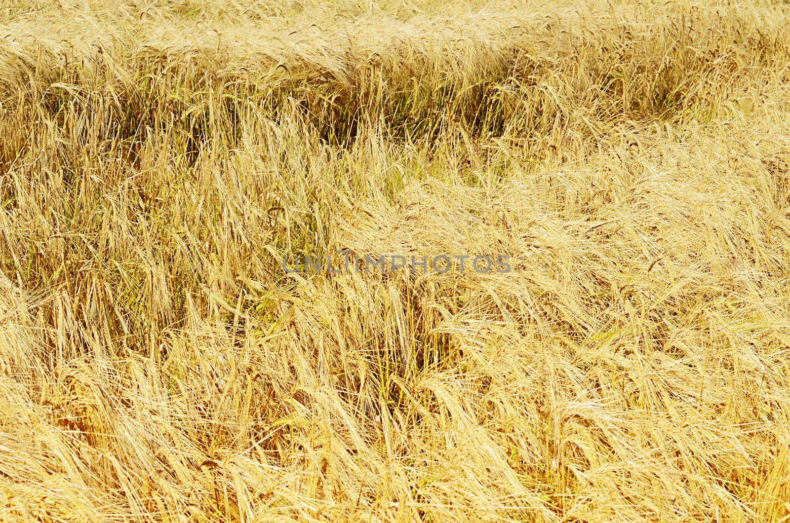 Field with ripe rye in the fall
