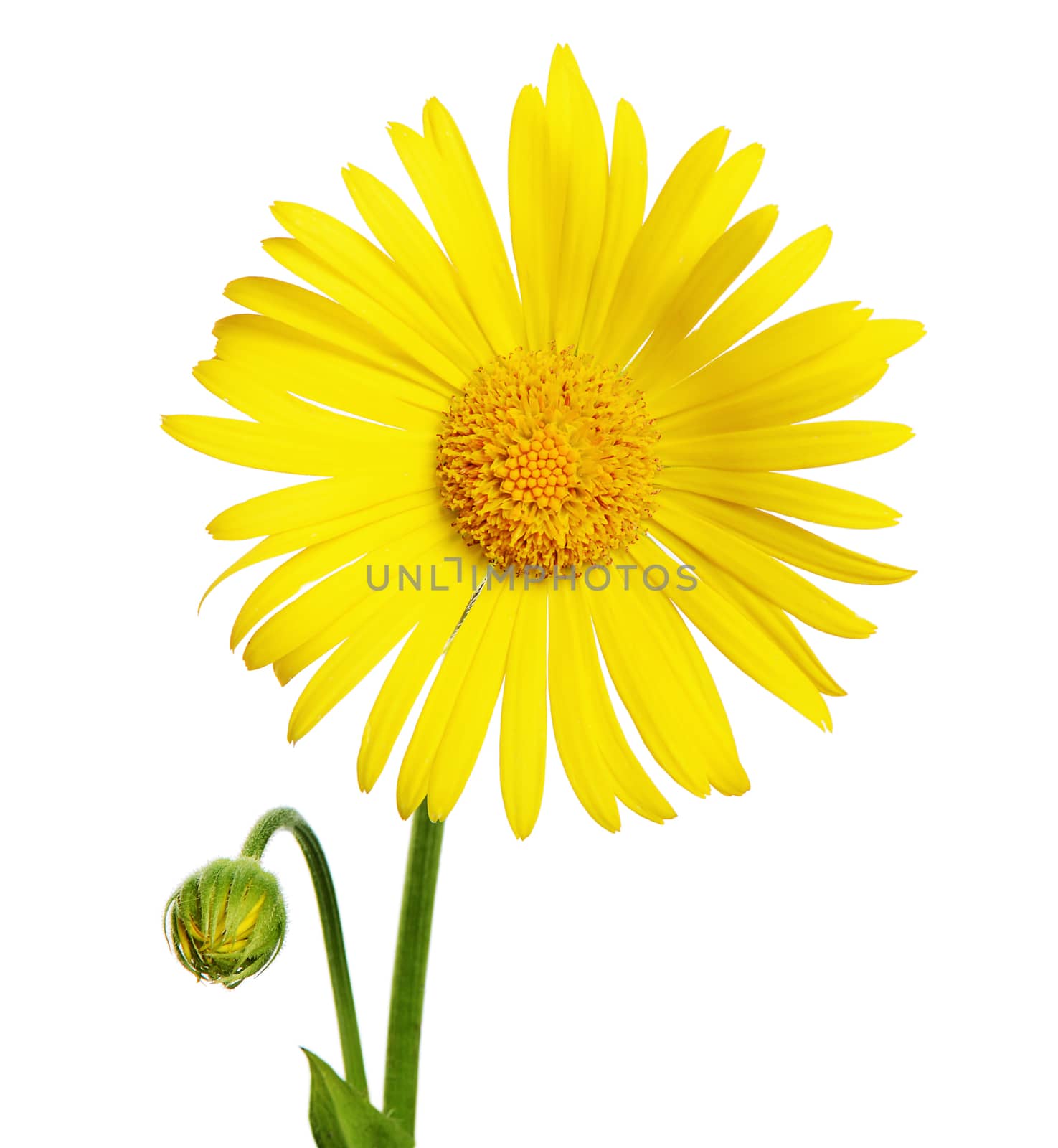 Yellow chamomile isolated on a white background