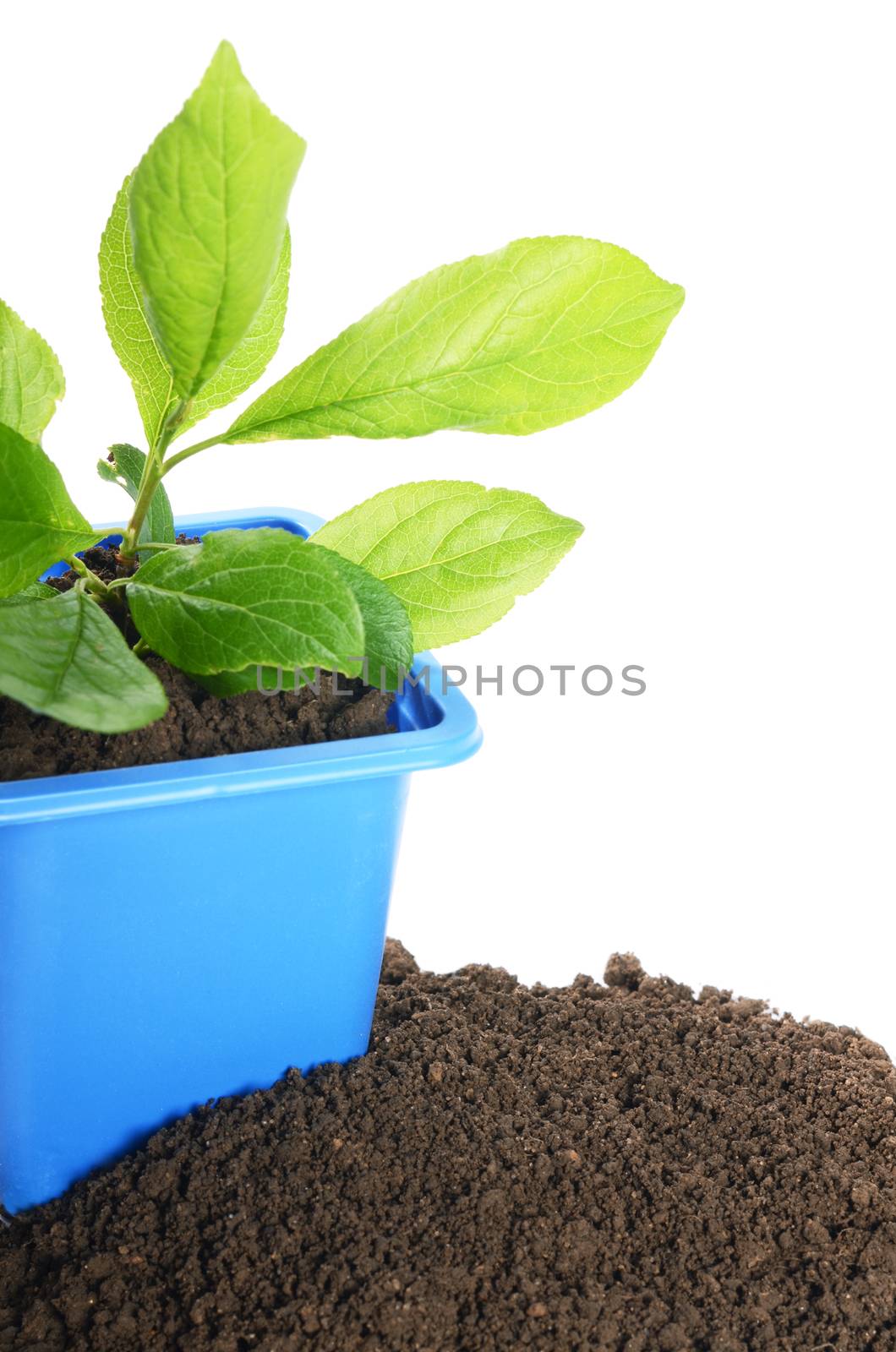 Green plant in a flower pot by SvetaVo