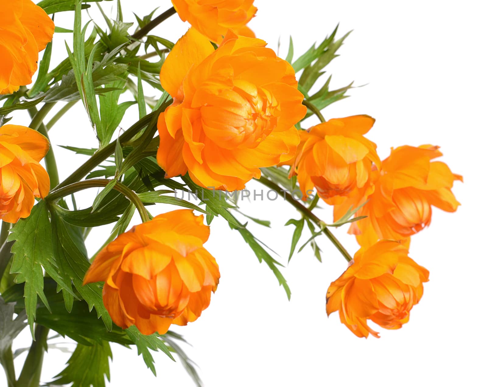 Beautiful orange flowers isolated on white background