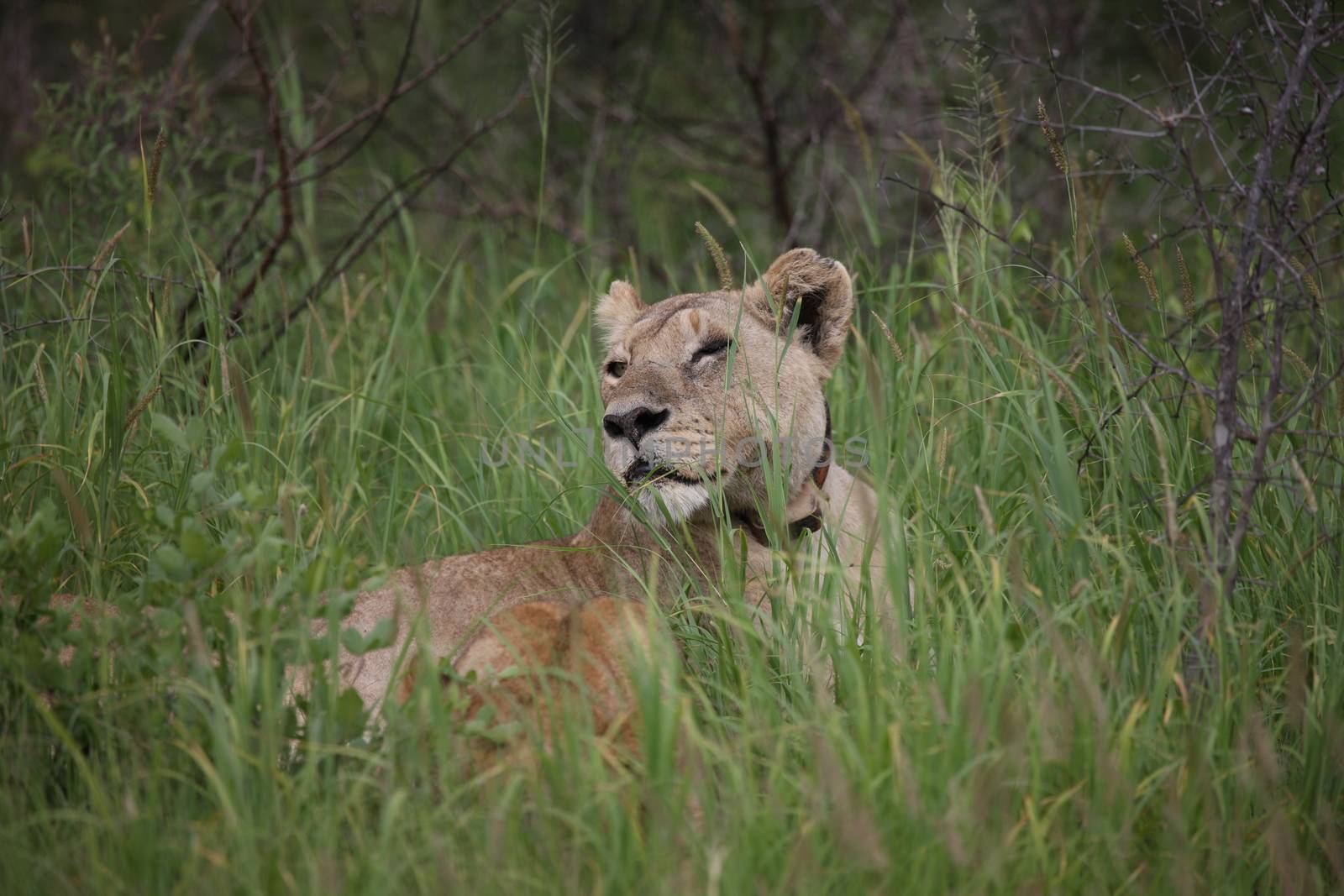 Lion wild dangerous mammal africa savannah Kenya by desant7474