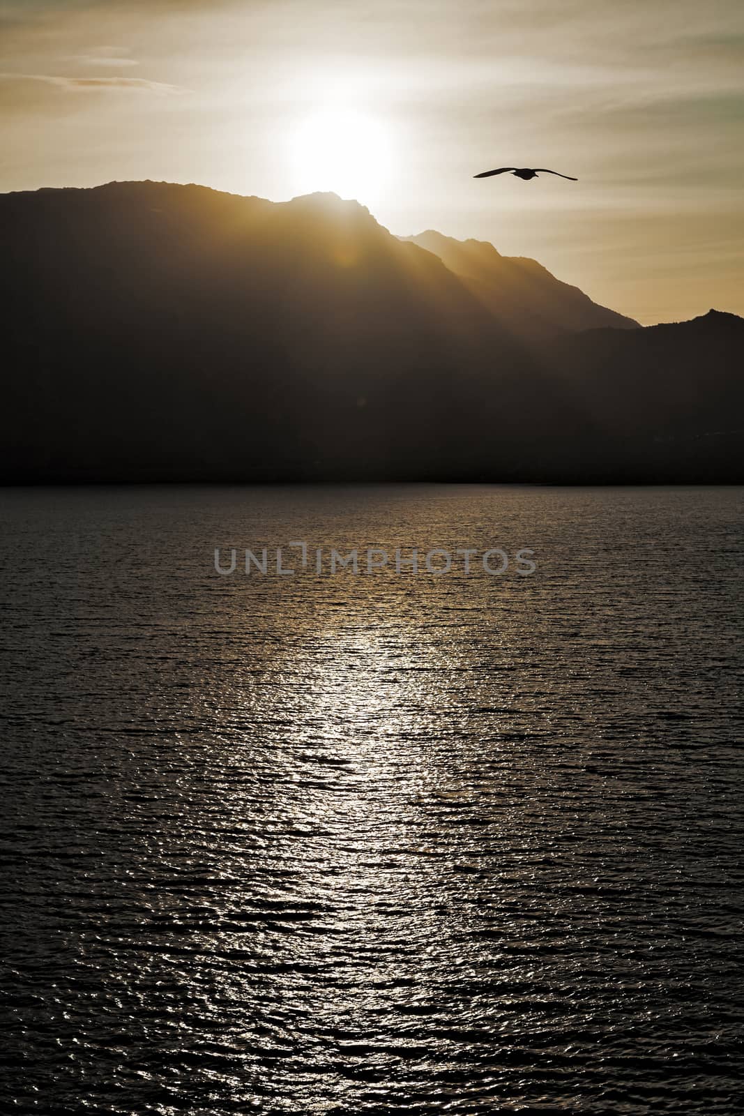 Seagull flying over the sea in backlit at sunset with mountains on background