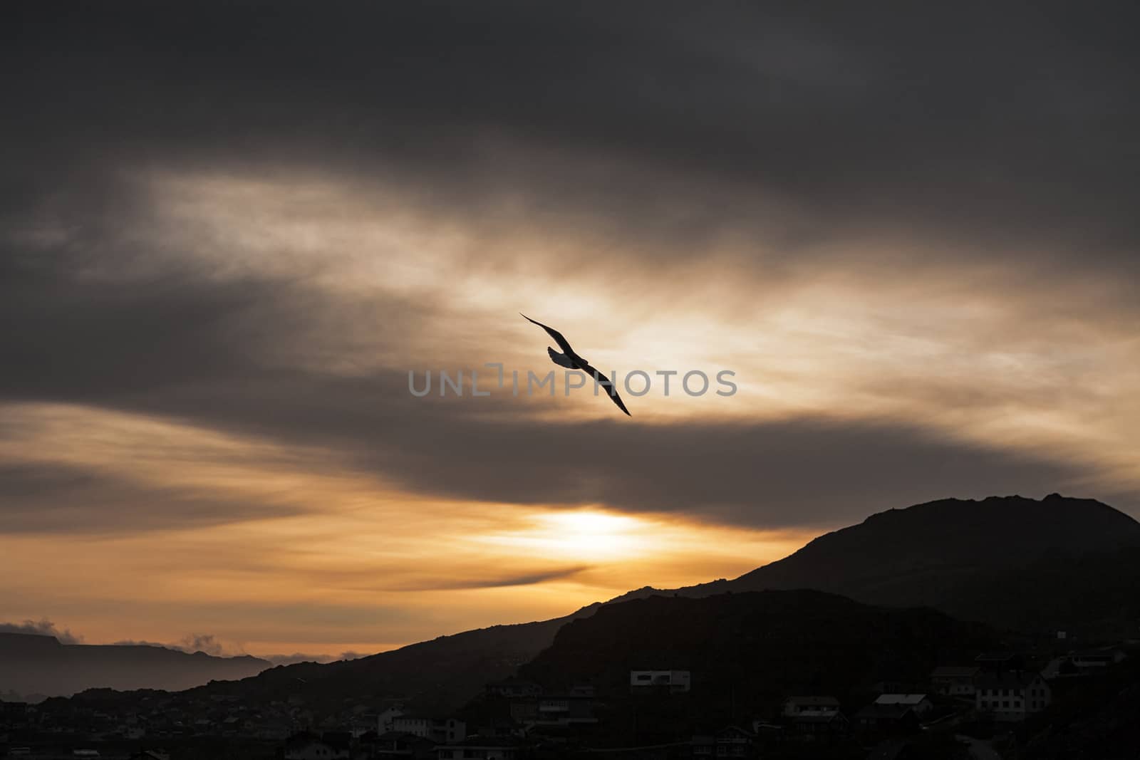 Seagulls flying in the sky at sunset with mountains on background