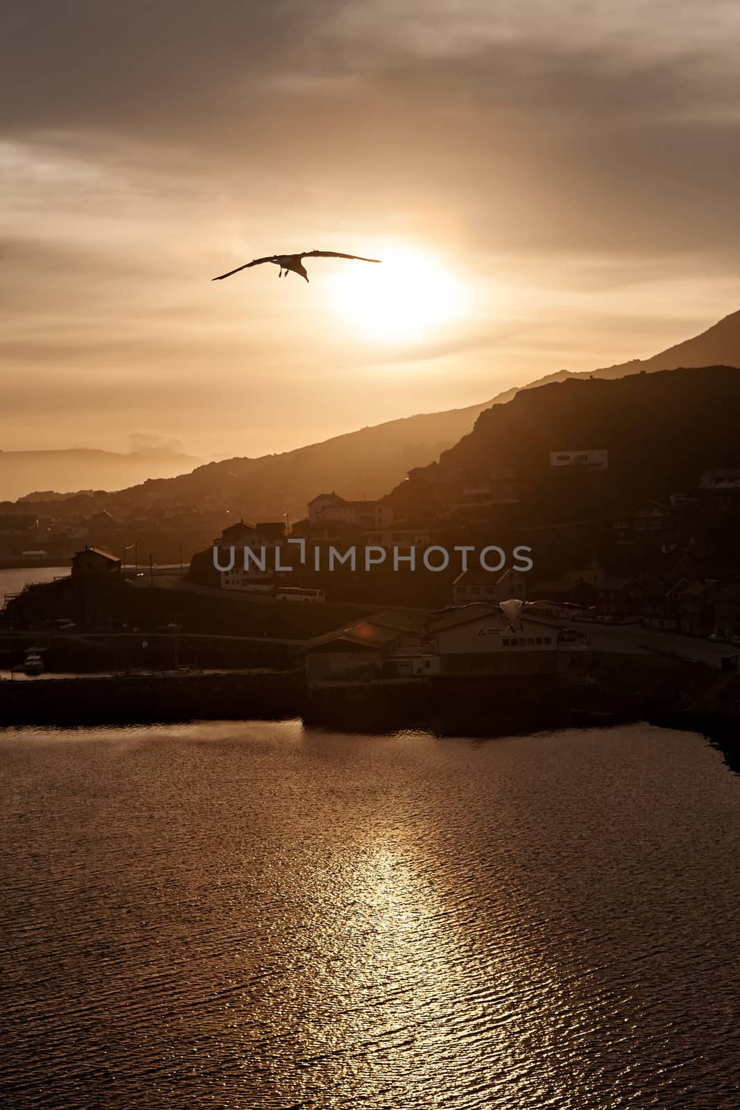 Seagulls flying in the sky at sunset by LuigiMorbidelli