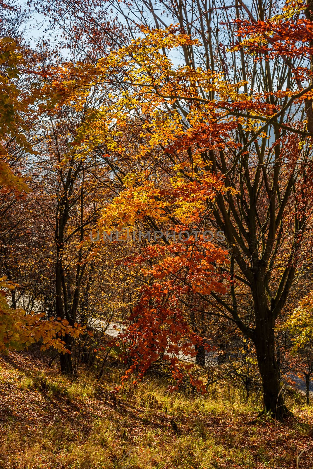 forest in golden brown foliage on sunny day by Pellinni