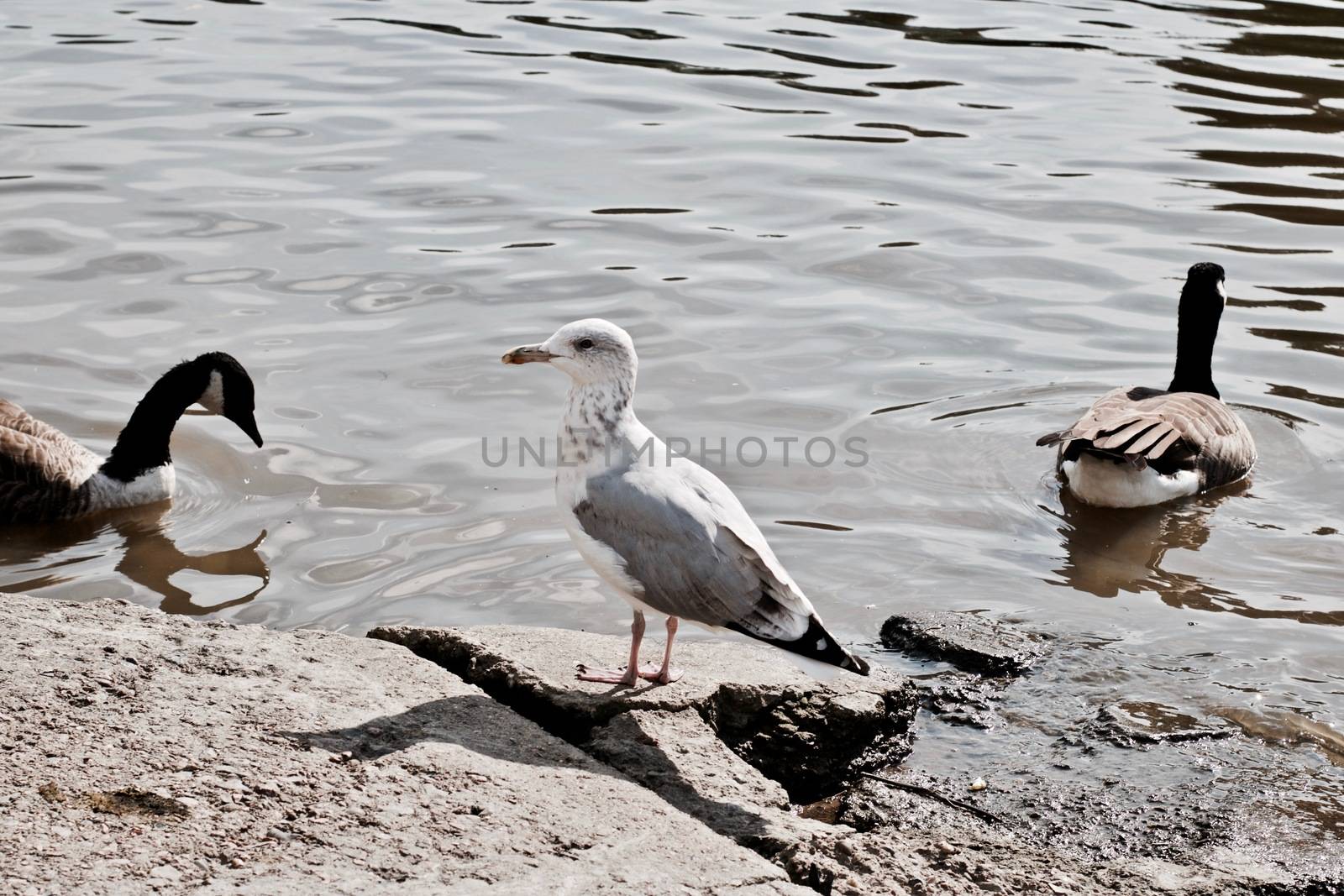 Small seageull and wild ducks on the river in Richmond London Town Area.