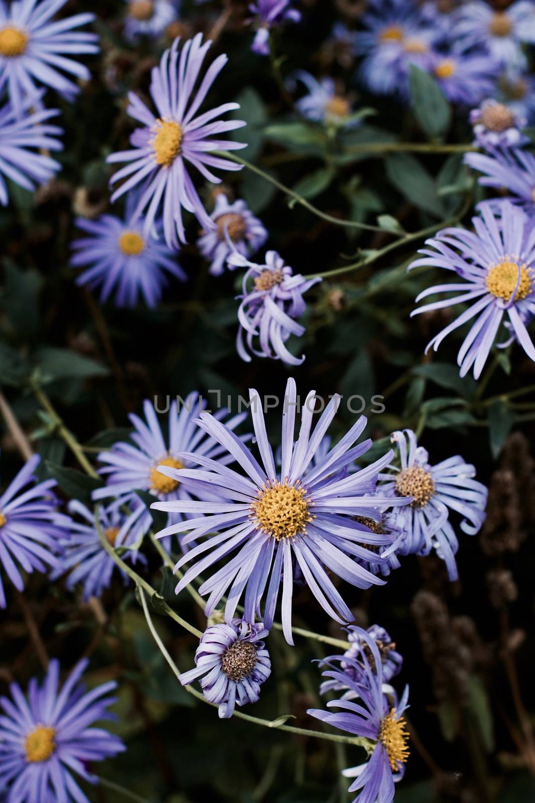Beautiful violet flowers with yellow top in park. Green natural concept.